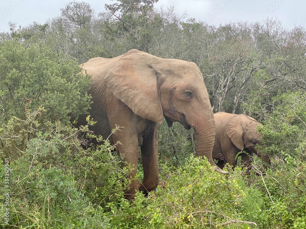Mother and child Elephants in the bush Mother and child Elephants in the bush