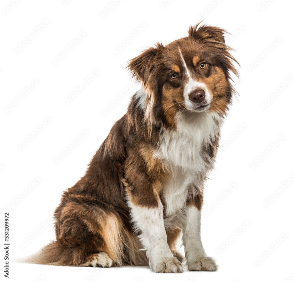 Australian Shepherd sitting, isolated on white Australian Shepherd sitting, isolated on white