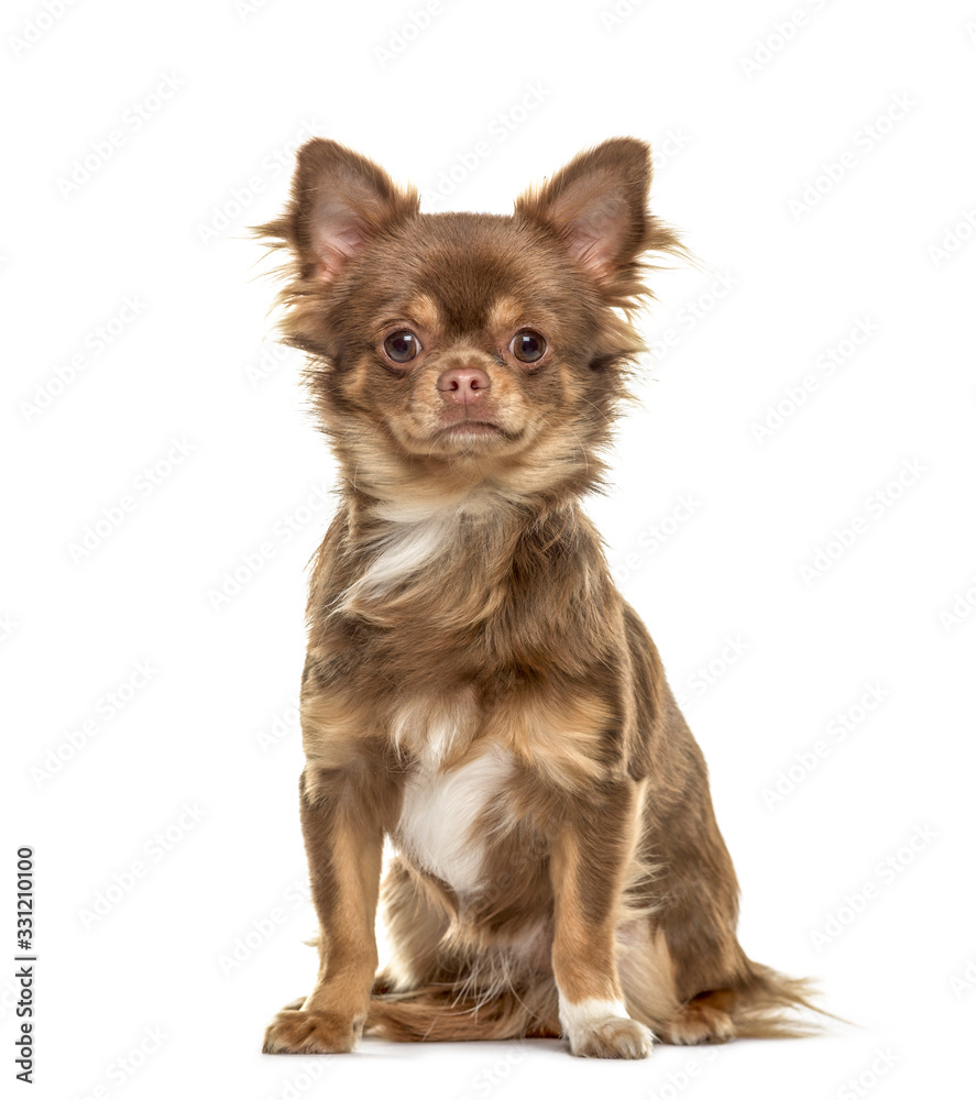 Chihuahua sitting, isolated on white Chihuahua sitting, isolated on white