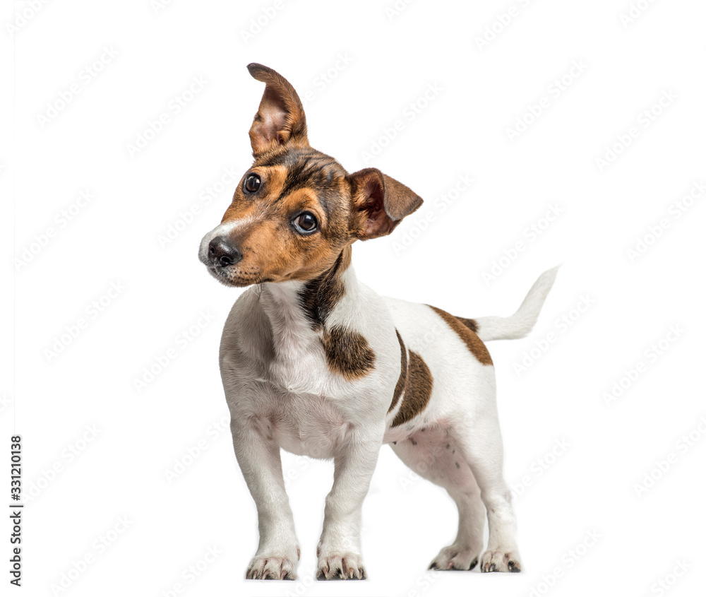 Jack Russell standing and bending head, isolated on white - obrazy, fototapety, plakaty 