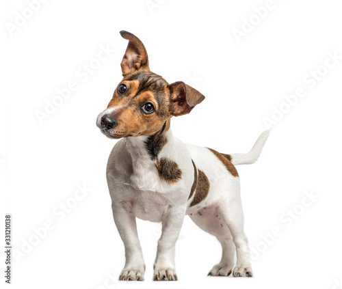 Jack Russell standing and bending head, isolated on white