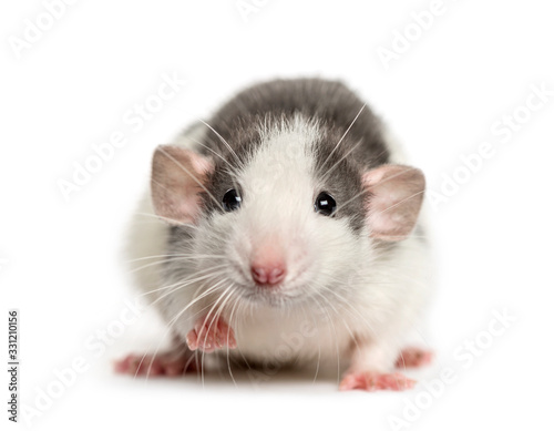 Front view of a rat lying, isolated on white