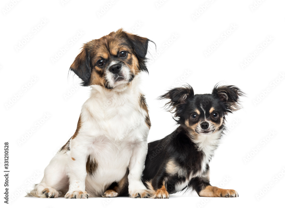 Crossbreed and chihuahua side by side, isolated on white Crossbreed and chihuahua side by side, isolated on white
