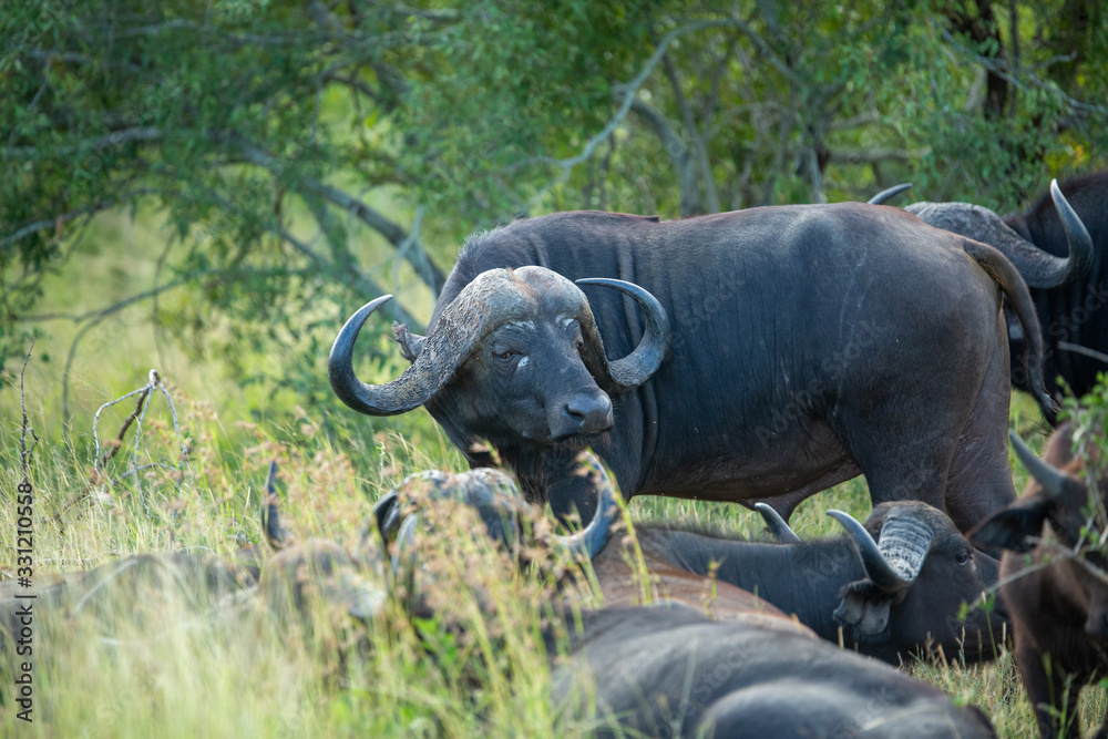 Cape buffalo herd resting chewing the cud. 