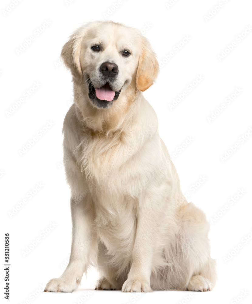 Golden retriever, dog, (16 months old), sitting and panting, isolated on white