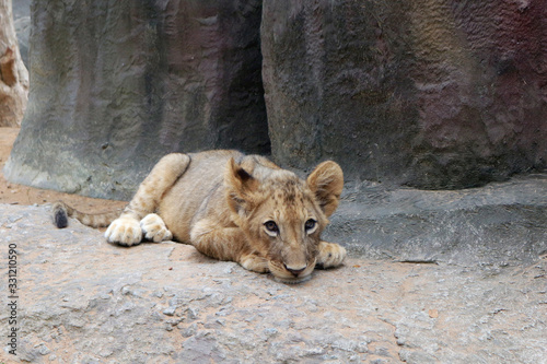 The cute and sad lion cub lying on a stone