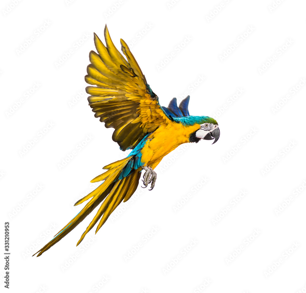 Side view of a blue-and-yellow macaw, Ara ararauna, flying