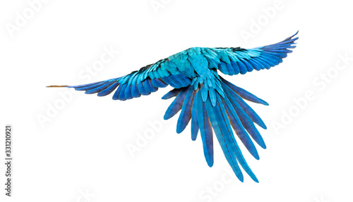 rear view of a blue-and-yellow macaw, Ara ararauna, flying © Eric Isselée