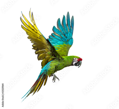 Schilderij op canvas Military macaw, Ara militaris, flying, isolated on white