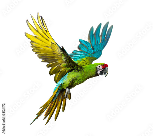 Military macaw, Ara militaris, flying, isolated on white photo