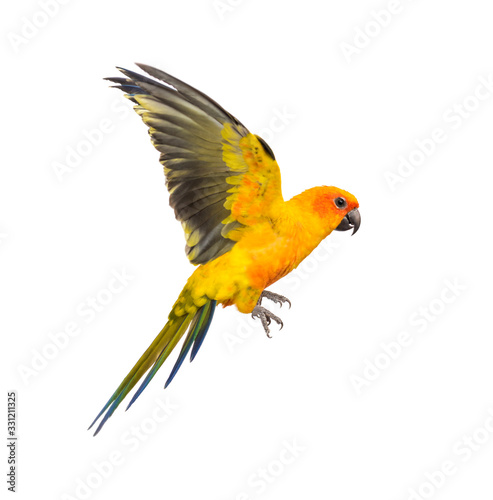 sun parakeet, bird, Aratinga solstitialis, flying, isolated