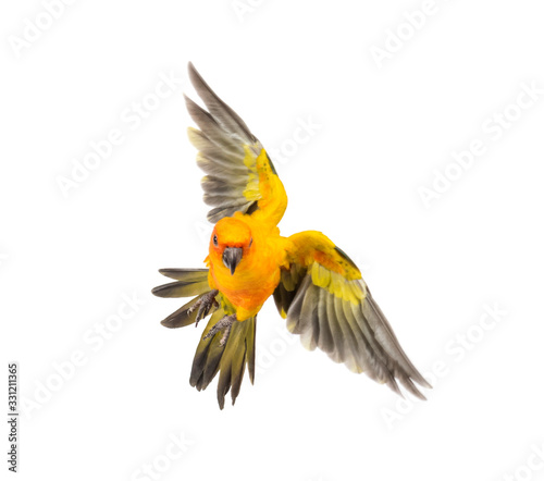 sun parakeet, bird, Aratinga solstitialis, flying, isolated