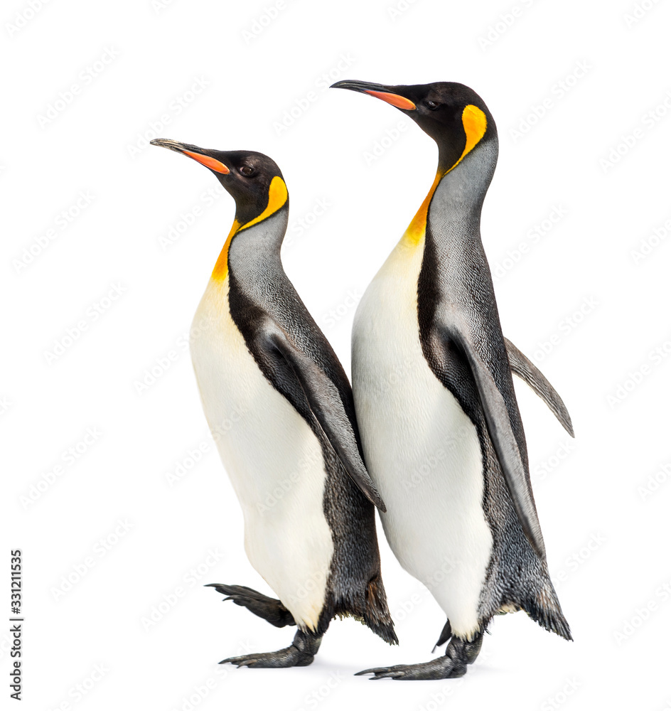 Fototapeta premium Couple of two King penguins walking in a row, isolated