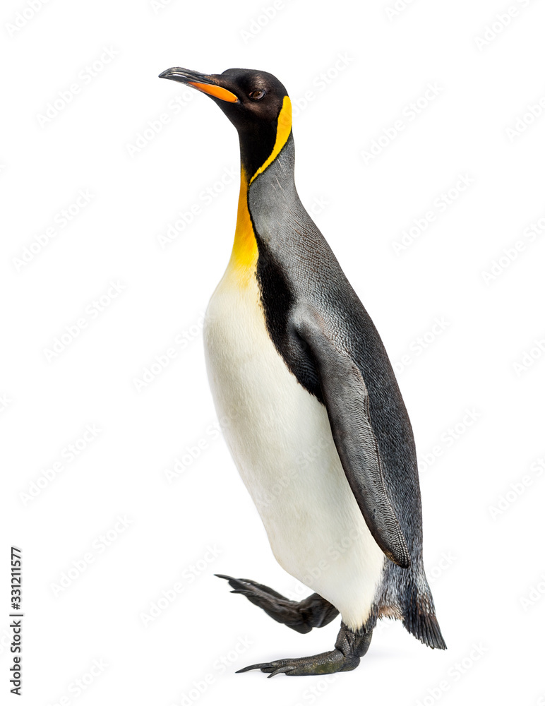 Obraz premium Side view of a king penguin walking, isolated on white