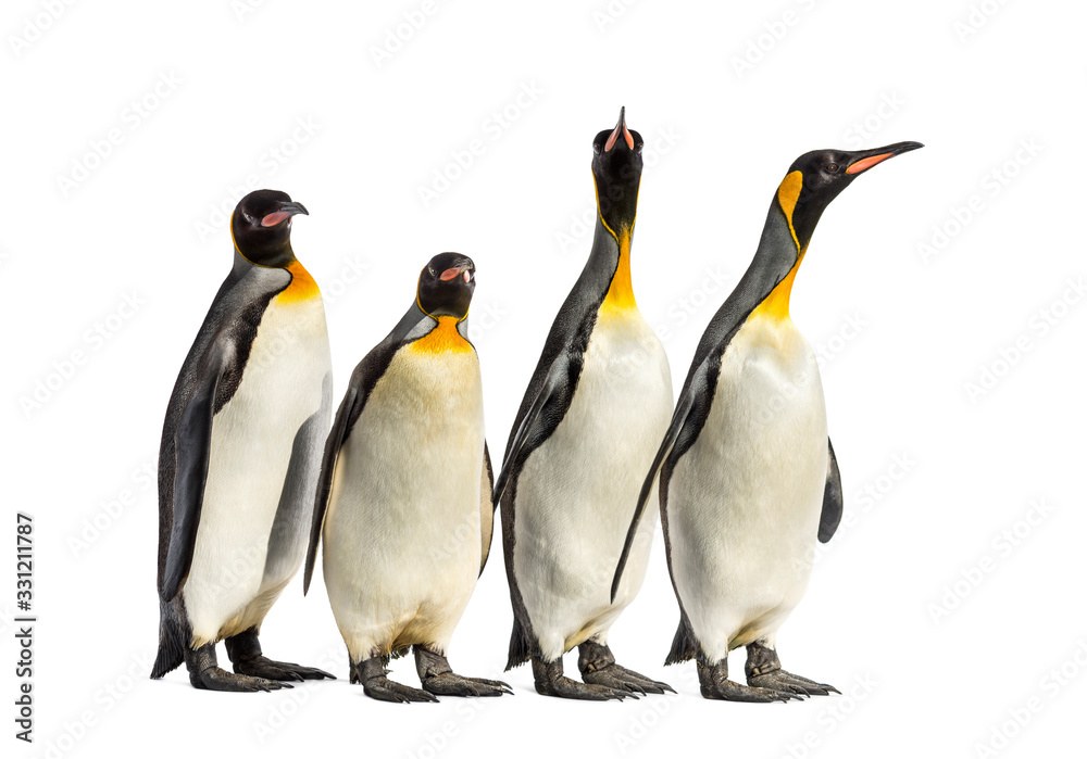 Fototapeta premium King penguins walking in a row, isolated