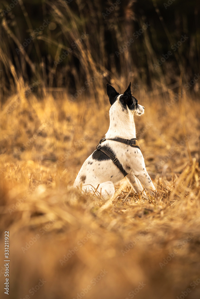 Basenji dog listens to a command to sit in a beautiful yellow field