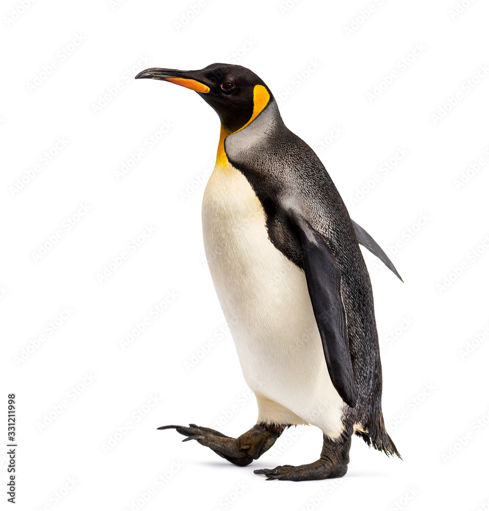 Fototapeta premium Side view of a king penguin walking, isolated on white