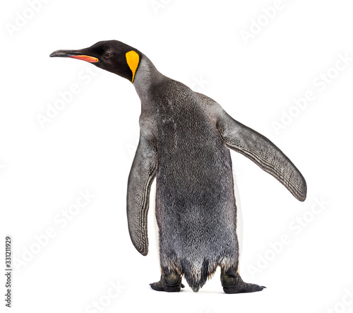 Back view of a king penguin isolated on white
