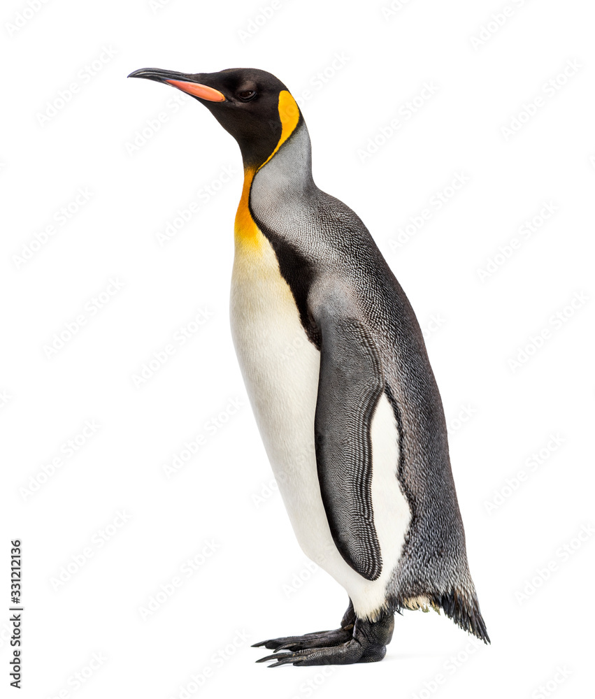 Fototapeta premium king penguin standing in front of a white background