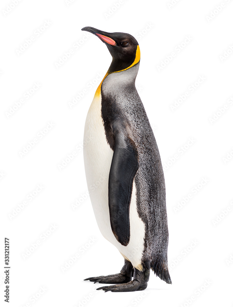 Fototapeta premium pingwin królewski stojący przed białym tle