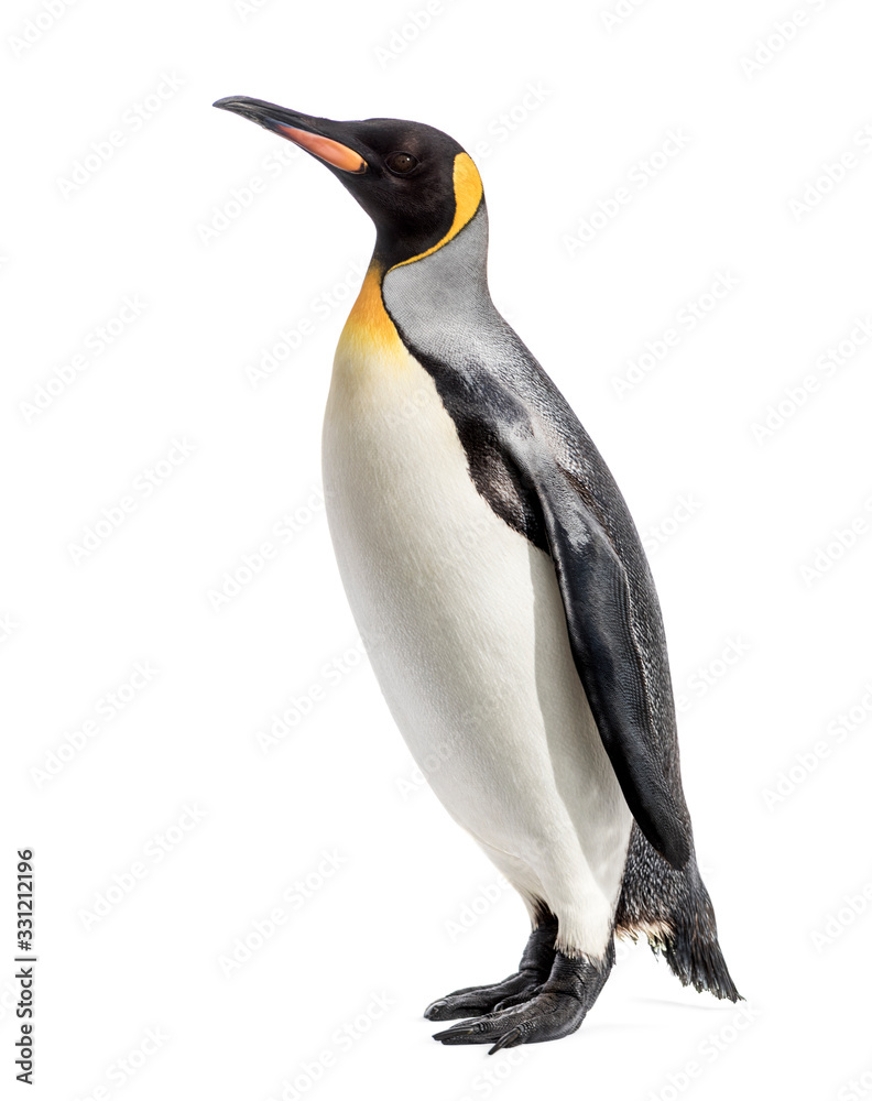Obraz premium king penguin standing in front of a white background