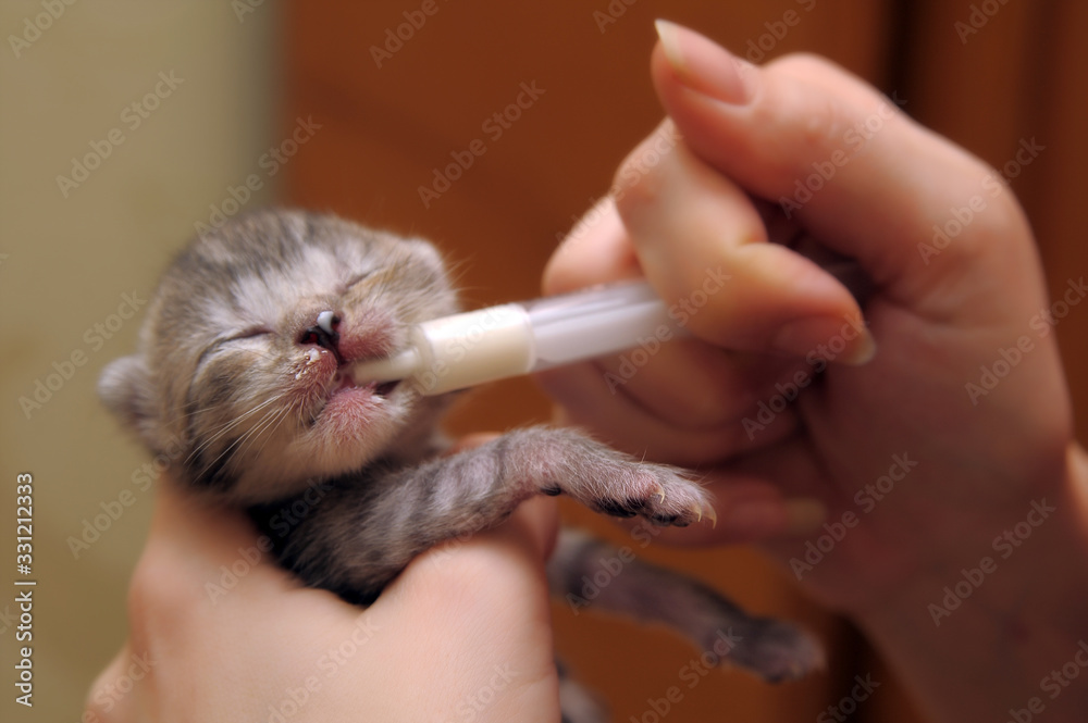 kitten with syringe milk Stock Photo | Adobe Stock