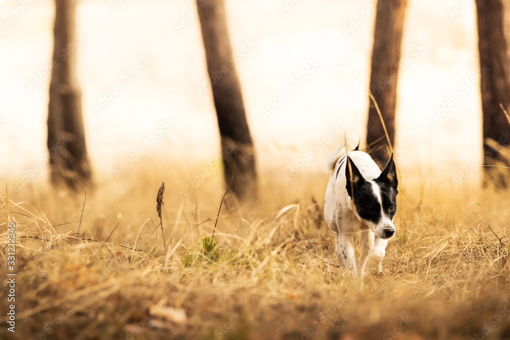 A dog prowls in the grass for a walk in the forest, basenji