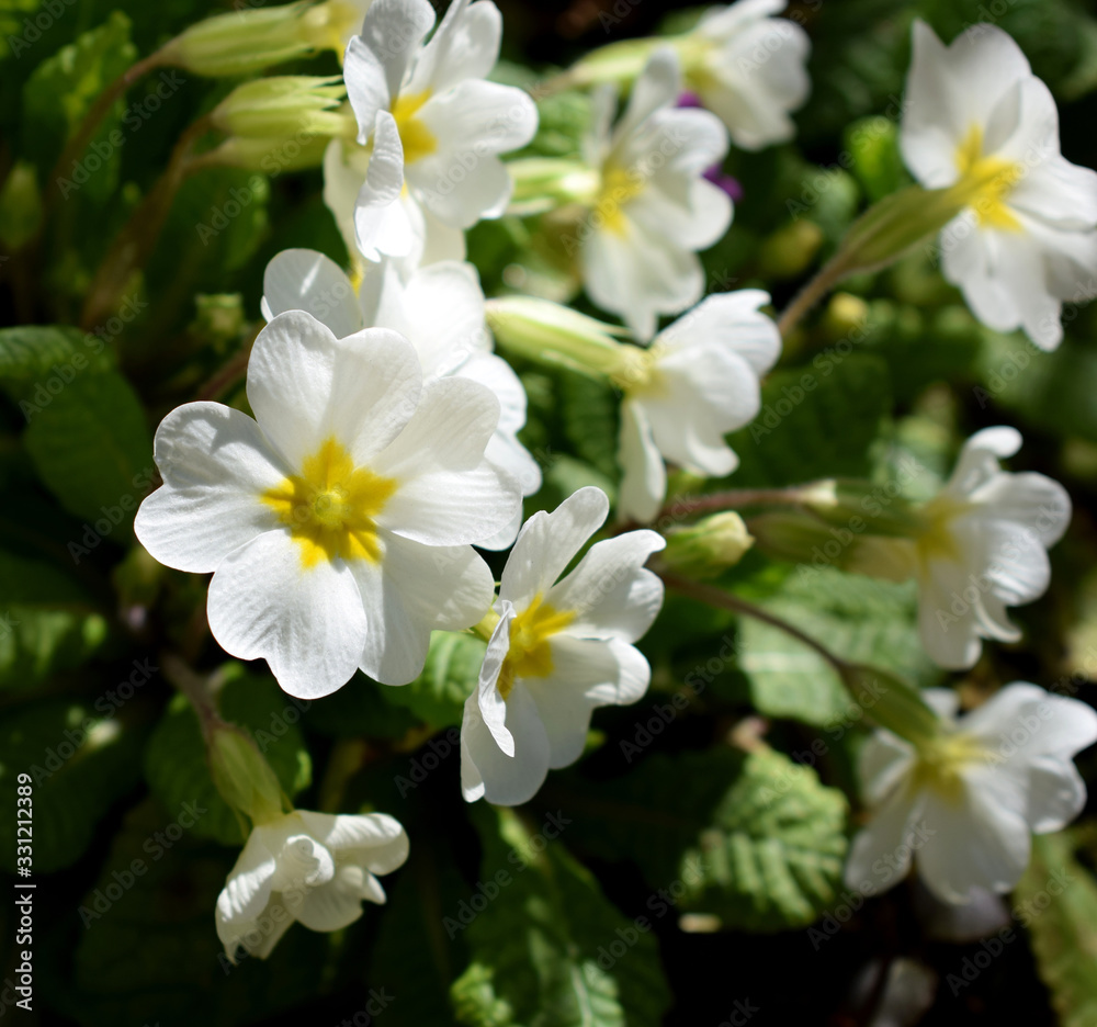 Yellow flowers of Primrose in spring garden Yellow flowers of Primrose in spring garden
