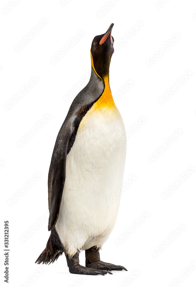 Obraz premium king penguin standing in front of a white background