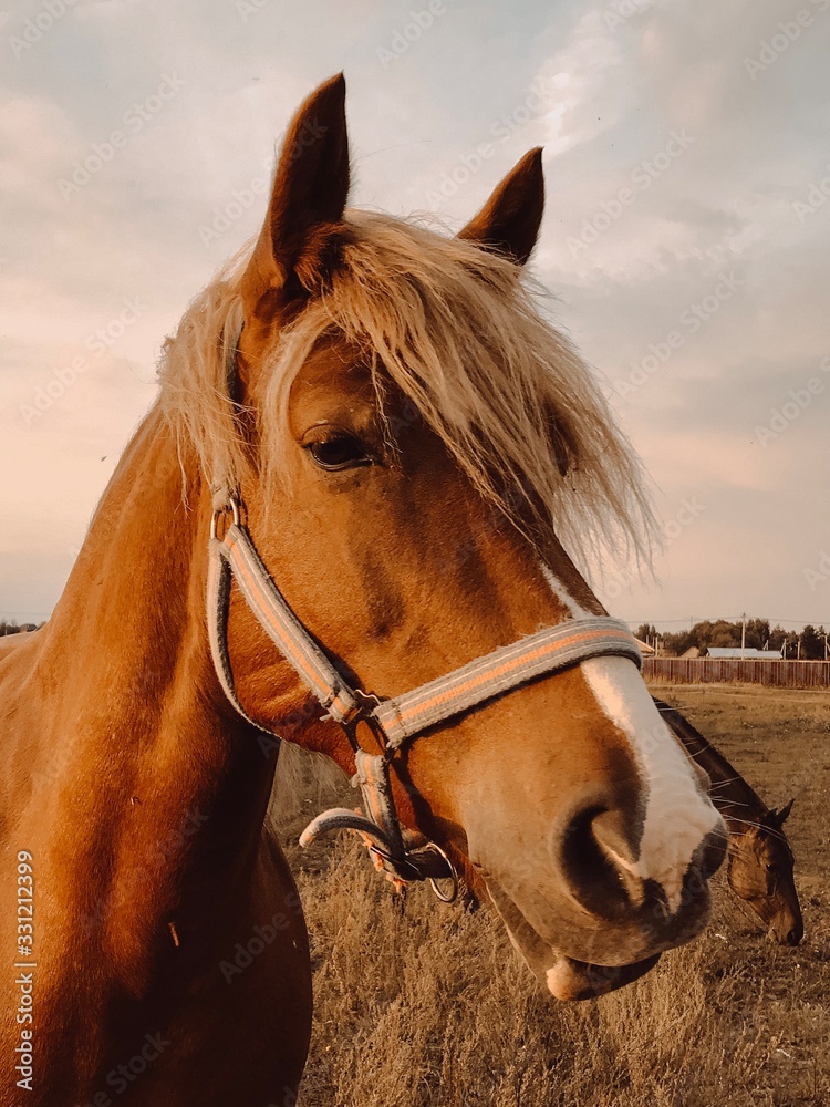 Fototapeta premium Horse herd move in sunlight at sunset
