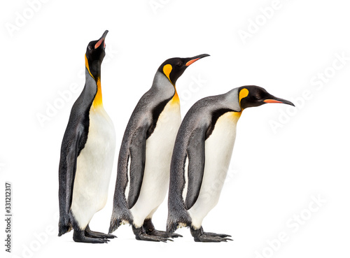 King penguins walking in a row  isolated