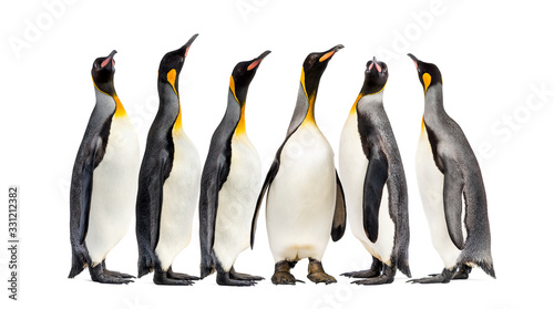 King penguins walking in a row  isolated