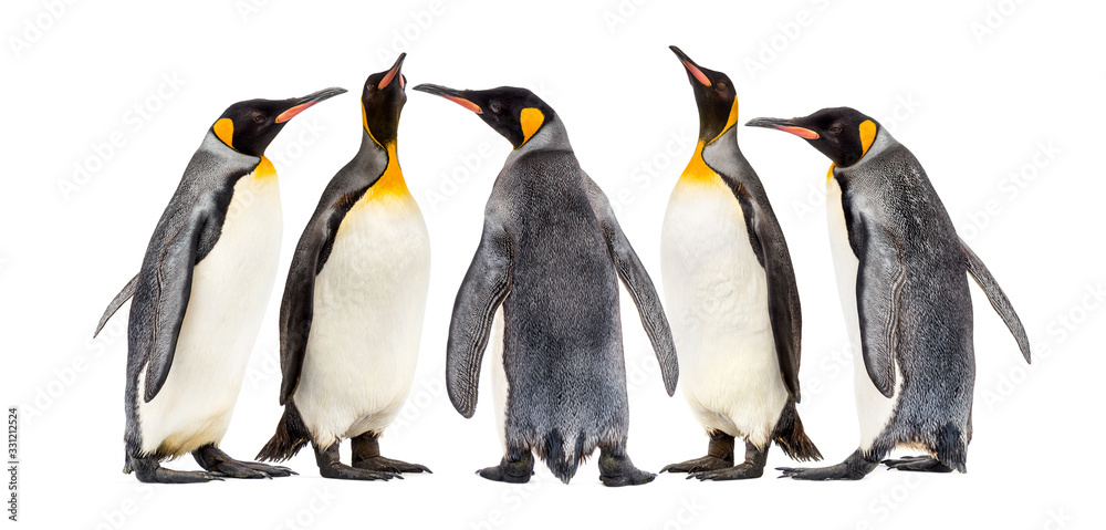 Fototapeta premium King penguins walking in a row, isolated