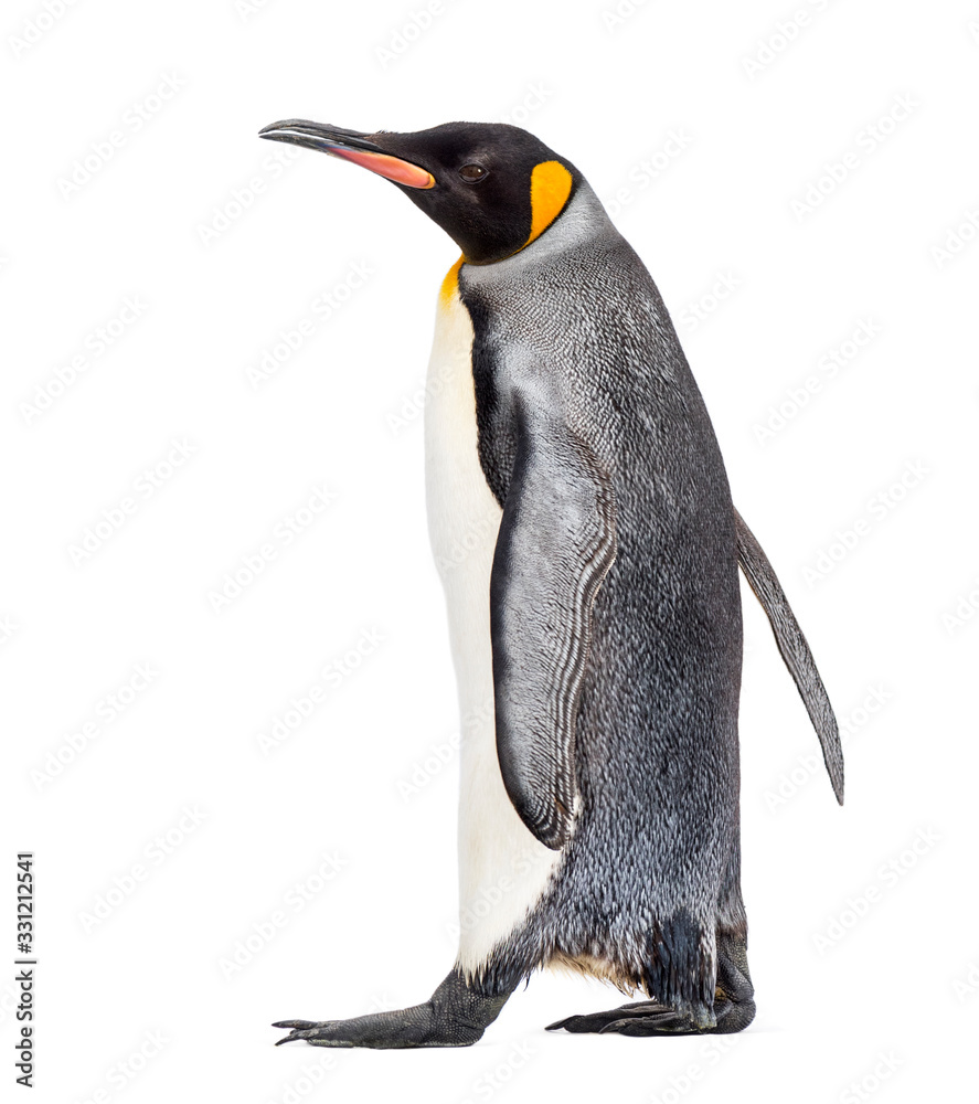 Fototapeta premium Side view of a king penguin walking, isolated on white