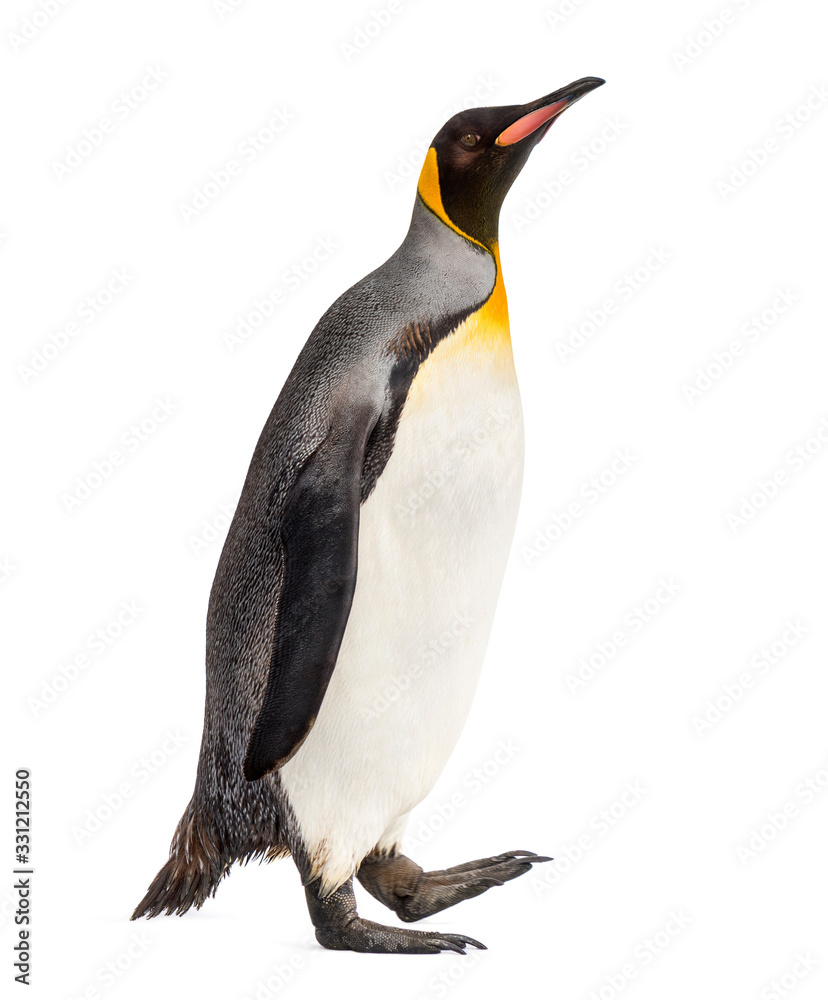 Fototapeta premium Side view of a king penguin walking, isolated on white