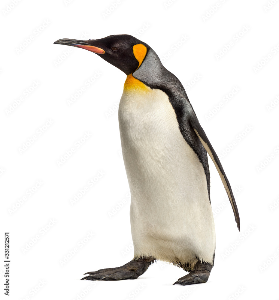 Fototapeta premium Widok z boku z pingwina królewskiego spaceru, na białym tle
