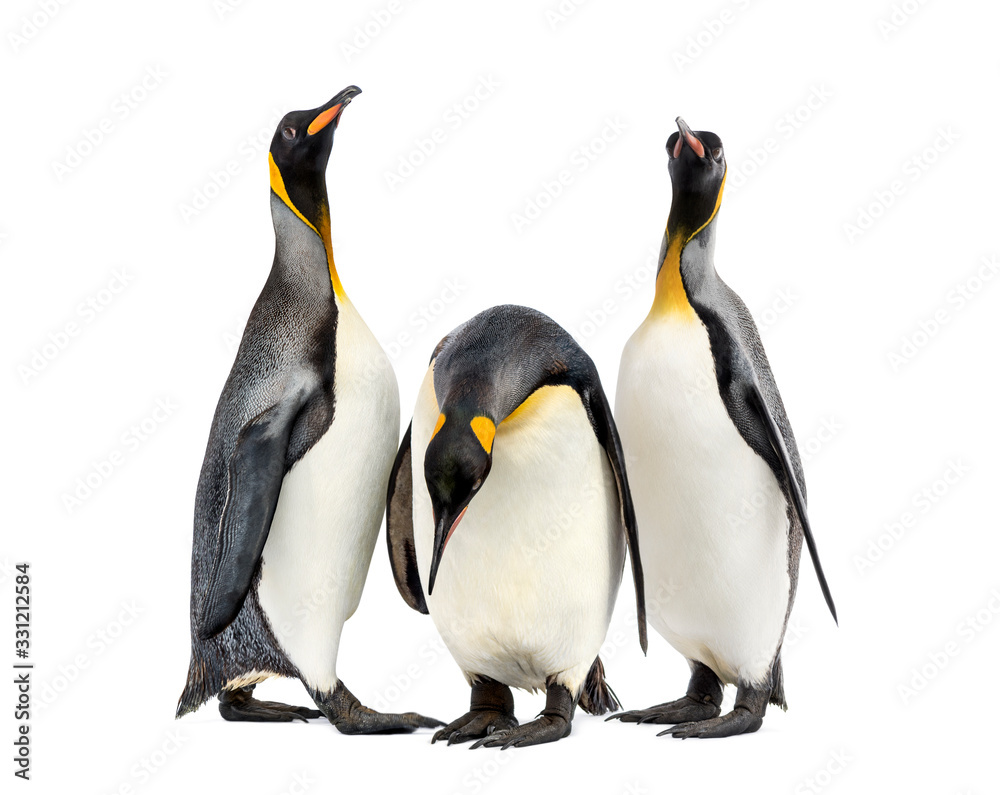 Naklejka premium King penguins walking in a row, isolated