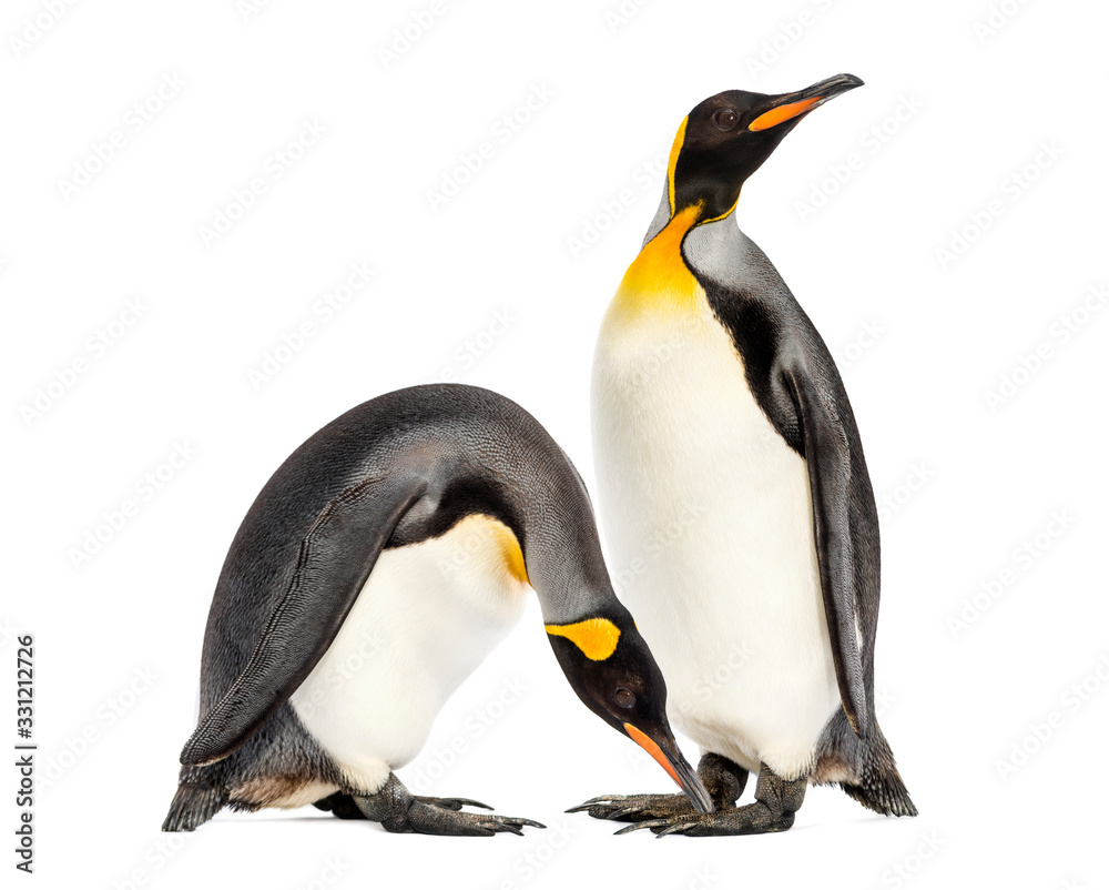 Fototapeta premium Two king penguins togethere in front of white background