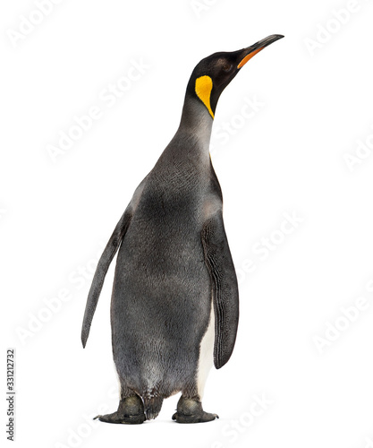 Back view of a king penguin isolated on white