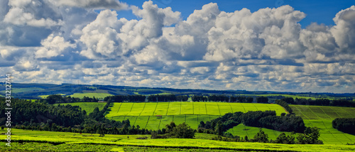 the most breathtaking tea plantations of Kericho County, Kenya photo