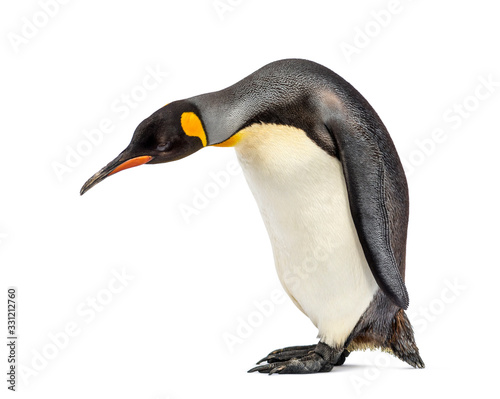 King penguin looking down  isolated on white