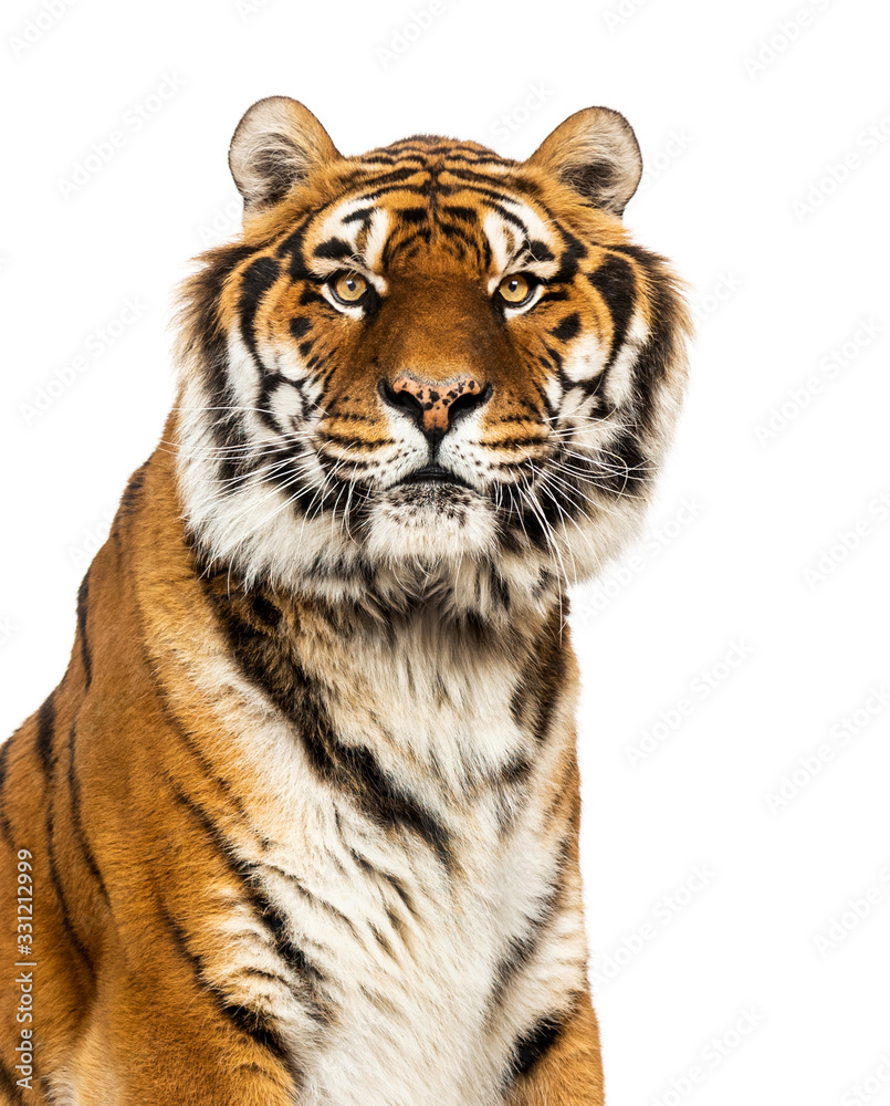 Close-up on a male tiger looking at the camera, big cat