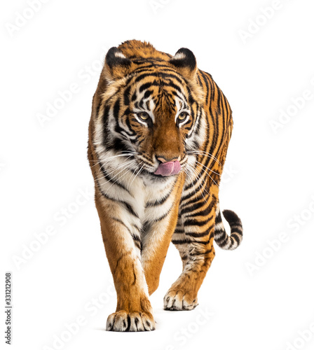 Tiger prowling, big cat, isolated on white