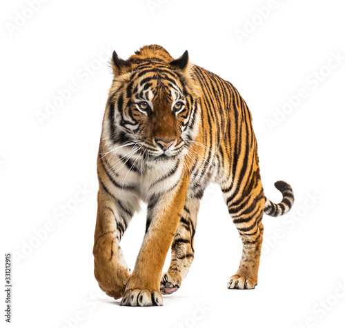 Front view of a tiger walking, big cat, isolated on white