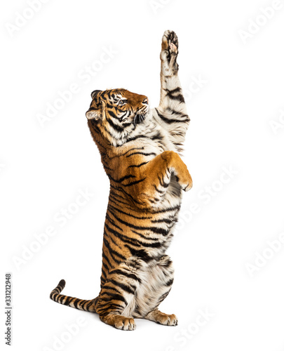 Fototapet Male tiger on hind legs, big cat, isolated on white