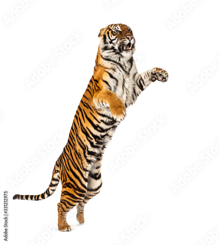 Photography Male tiger jumping, big cat, isolated on white