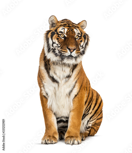 Tiger sitting in front of a white background  big cat