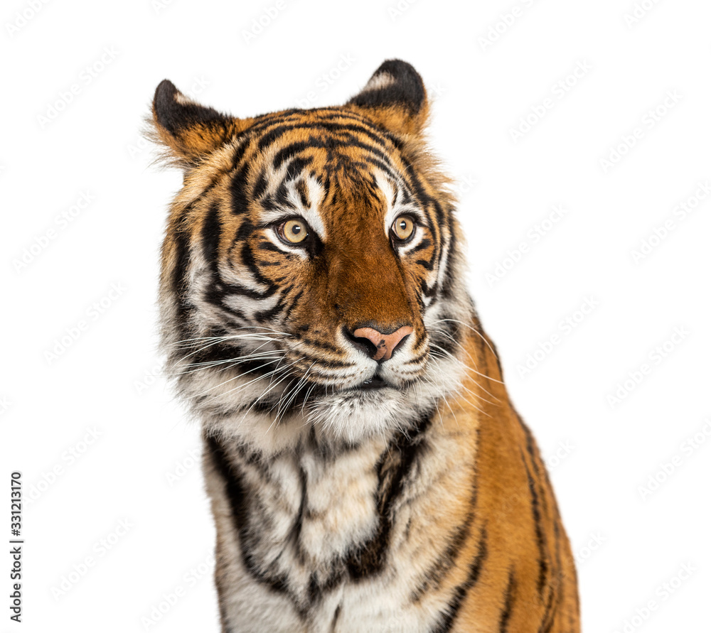 Portrait of a male tiger's head, big cat, isolated on white