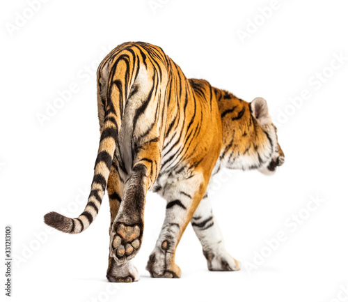Back view of a tiger walking ok going away  big cat  isolated