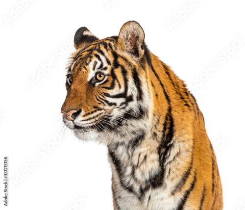 Portrait of a male tiger s head  big cat  isolated on white
